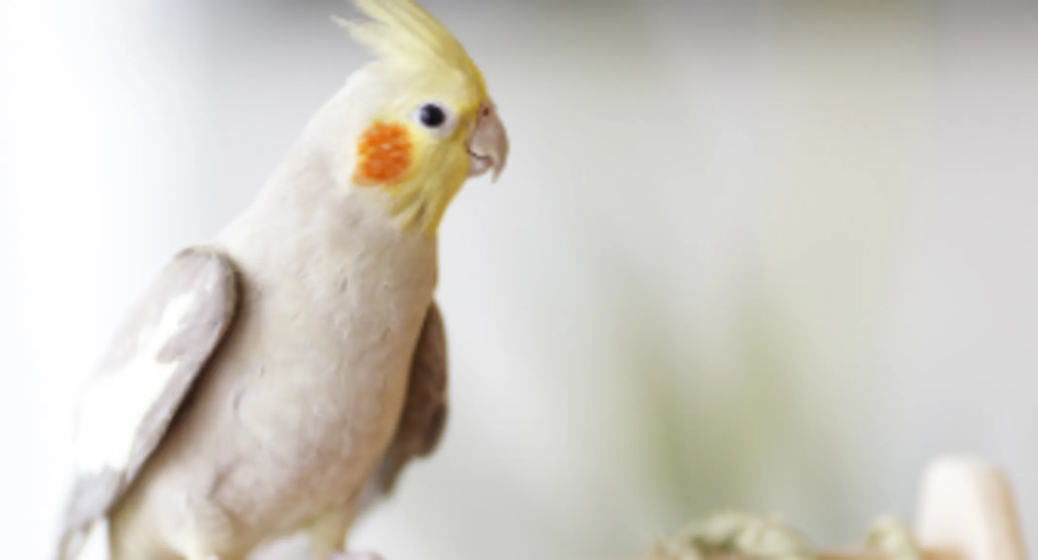 Cockatiel parrot deals